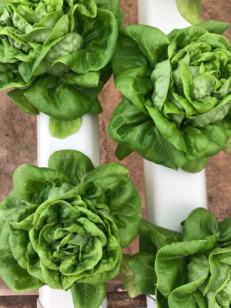 Hydroponics 2